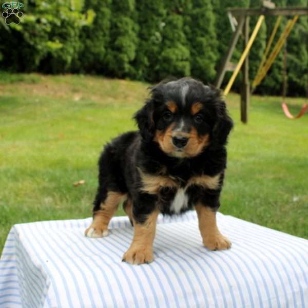 Nolam, Mini Bernedoodle Puppy
